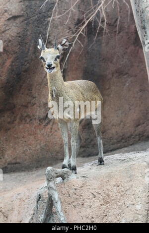 African Klipspringer arroccata su una roccia Foto Stock