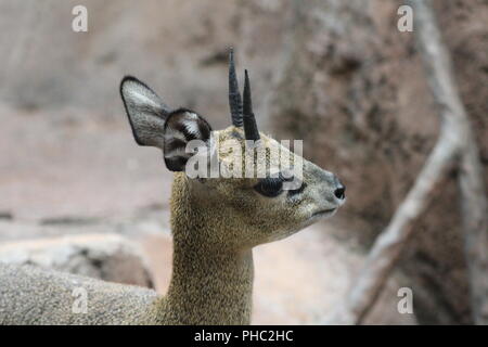 Klipspringer africana Foto Stock