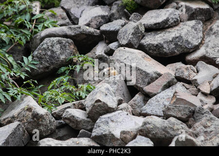 Un giovane marmotta da picchi tra le rocce che circondano la sua tana, di Crater Lake, Oregon. Foto Stock