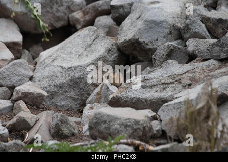 Un giovane americano pika mantiene un occhio per i predatori su un pendio roccioso. Foto Stock