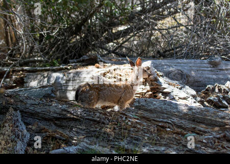 Un macchiato fulvo cerca la foresta per mangiare mentre sua madre attende nelle vicinanze. Foto Stock