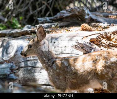 Un macchiato fulvo cerca la foresta per mangiare mentre sua madre attende nelle vicinanze. Foto Stock