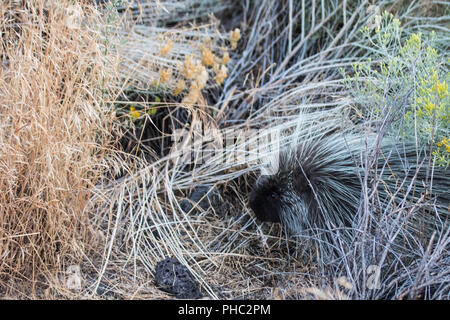 Un giovane porcupine tenta di fondersi con le alte erba secca. Foto Stock