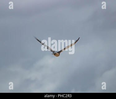 Un northern harrier prende il cielo sopra southeastern Oregon. Foto Stock