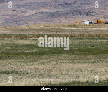 Una coppia di grandi aironi blu si nutrono di insetti acquatici in un campo inondato vicino Roma, Oregon. Foto Stock