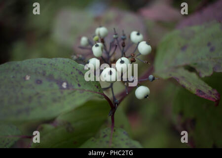 Snowberries maturano in estate il sole in Malheur National Forest, Oregon. Foto Stock