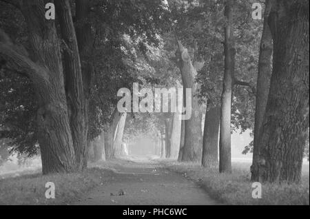 Settembre mattinata nebbiosa Foto Stock