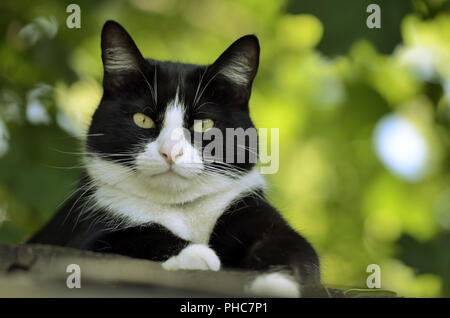 Gatto sul tetto guardare fotocamera Foto Stock