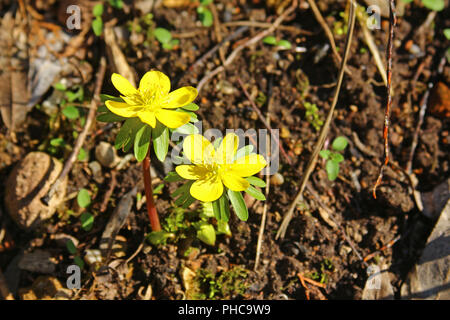 Aconitum invernale (Eranthis hyemalis) Foto Stock