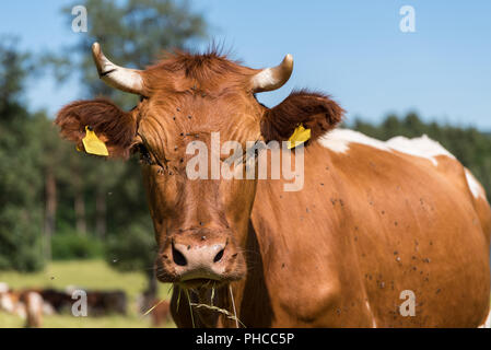 Ritratto di una mucca in pascolo Foto Stock