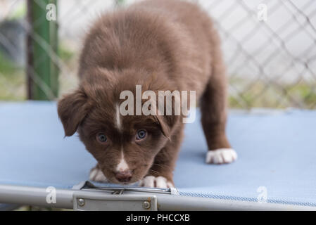 Sguardi curiosi un pastore australiano cucciolo di cane - close-up Foto Stock