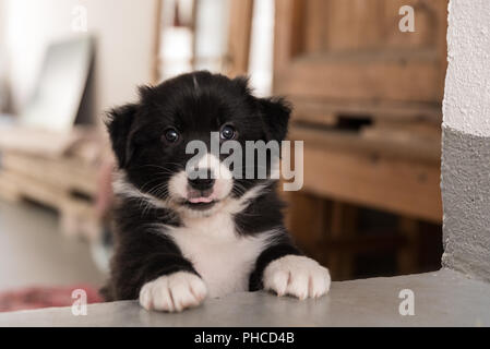 Curioso cucciolo guarda fuori del suo nascondiglio Foto Stock