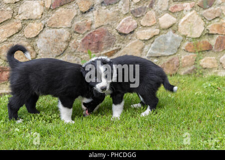 Due Cuccioli neri nel prato - pastore australiano cuccioli Foto Stock