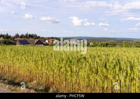 Coppia canapa industriale (Cannabis sativa) cresce in Austria Inferiore Foto Stock