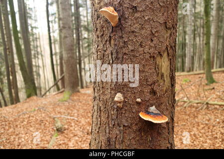Funghi su un vecchio albero Foto Stock