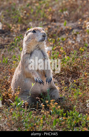 Nero-tailed prairie dog (Cynomys ludovicianus) guardando intorno in highland prairie, Dakota del Sud, Stati Uniti d'America. Foto Stock