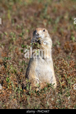 Nero-tailed prairie dog (Cynomys ludovicianus) mangiare erba in highland prairie, Dakota del Sud, Stati Uniti d'America. Foto Stock