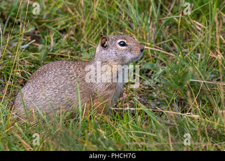 Uinta scoiattolo di terra (Urocitellus armatus) ritratto, il Parco Nazionale di Yellowstone, Wyoming USA Foto Stock