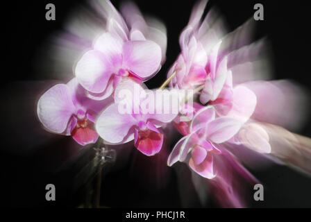 Bella orchidea rosa su sfondo scuro Foto Stock