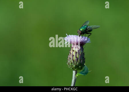 Verde europeo mosca carnaria Foto Stock