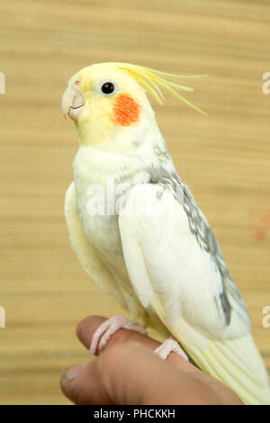 Corella parrot con le guance rosse e le piume lungo Foto Stock