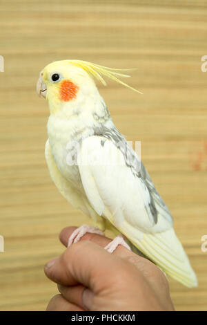 Corella parrot con le guance rosse e le piume lungo Foto Stock