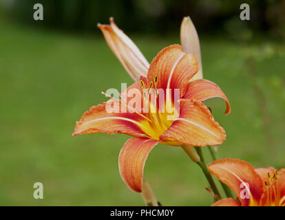 Orange daylily Hemerocallis fulva Foto Stock