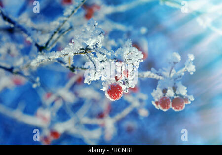 Bacche rosse di pallon di maggio con brina Foto Stock