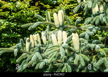 Spanish Fir Cones, Abies pinsapo ' Fastigiata ' Foto Stock