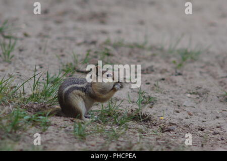 Uno scoiattolo con le sue guance pieno Foto Stock