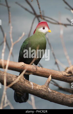 Red-Crested's Turaco appollaiato su un ramo Foto Stock