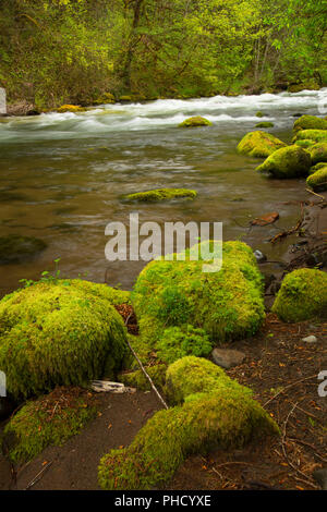 Salt Creek, Willamette National Forest, Oregon Foto Stock