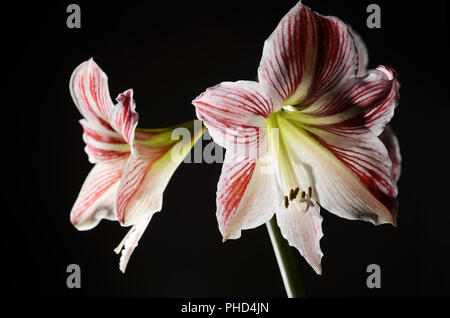 Blooming amaryllis su sfondo scuro Foto Stock