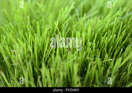 Close-up di lussureggiante verde erba Foto Stock
