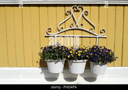 Tre bianchi Vaso con fiori sulla parete gialla Foto Stock