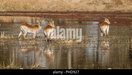 Impala spesso stare in ginocchio-acqua profonda quando mangiare perché rende più difficile per un predatore di intrufolarsi in alto su di loro Foto Stock