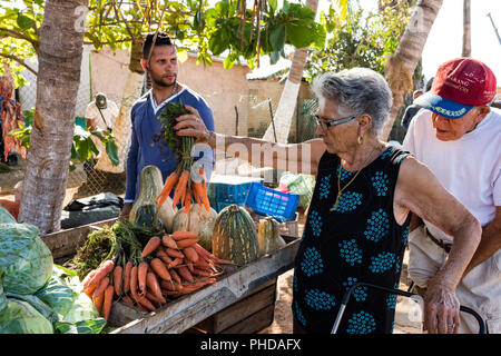 Donna anziana seleziona le migliori carote all'aperto mercato producono a Varadero, Cuba. Foto Stock