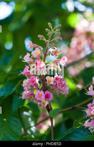 Red ippocastano, Rödblommig hästkastanj (Aesculus carnea) Foto Stock