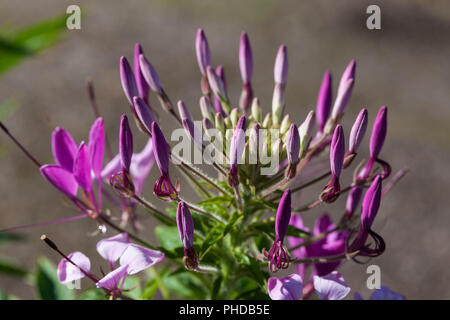 Fiore di ragno, Paradisblomster (Cleome hassleriana) Foto Stock