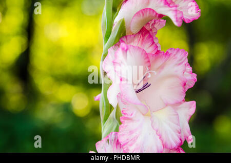 La luce rosa gladiolus fiore, close-up Foto Stock