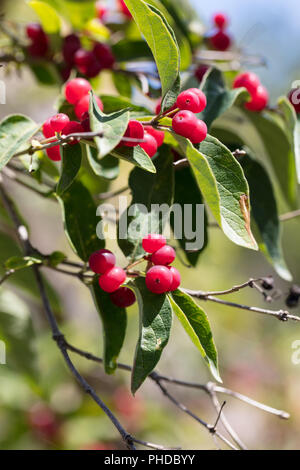 Manchurian caprifoglio, Lonicera ruprechtiana (Lonicera x muscaviensis) Foto Stock