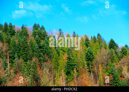 Montagne coperte di foresta multicolore in autunno Foto Stock