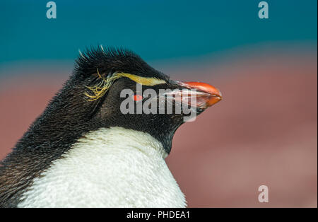 Pinguino saltaroccia, Patagonia, Argentina Foto Stock