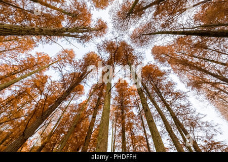 Metasequoia boschi in autunno Foto Stock