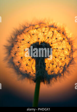 Tarassaco fiore in sun Foto Stock