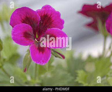 Geranio Pelargonium spec. Foto Stock