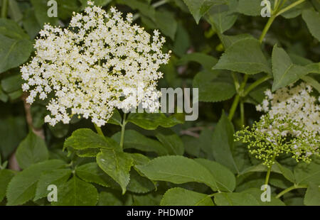 Europeo, sambuco nero Sambucus nigra Foto Stock