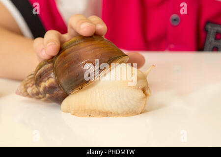 Lumaca Achatina in mano a casa, close up Foto Stock