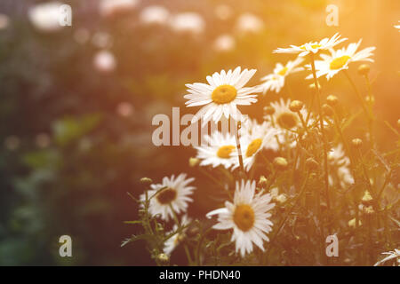Gara margherite in estate Foto Stock