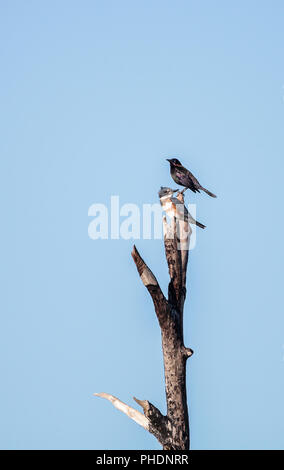 Belted Kingfisher Megaceryle alcyon posatoi in alto in una struttura ad albero Foto Stock